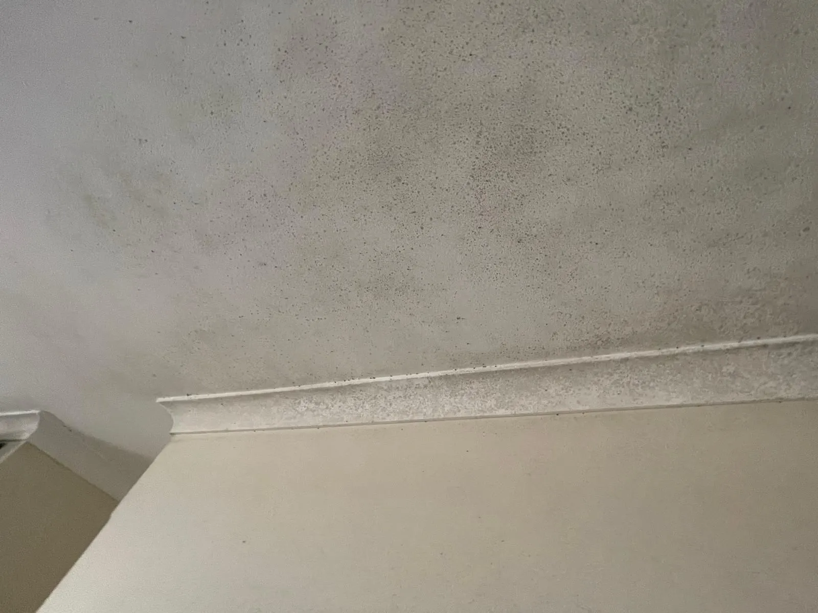 Professional mould remediation before and after comparison showing safe mould removal process